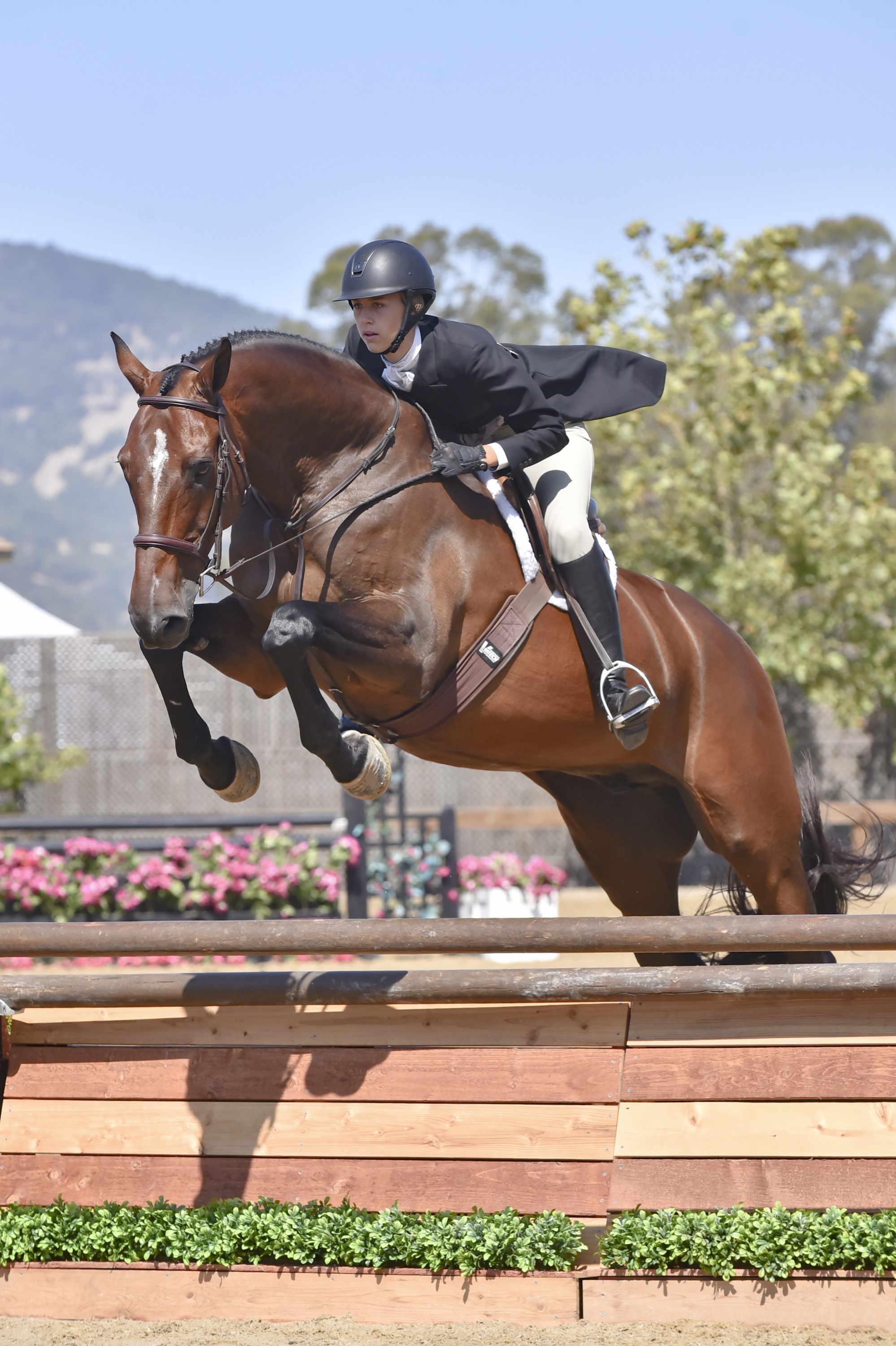 Horse and rider in the show ring